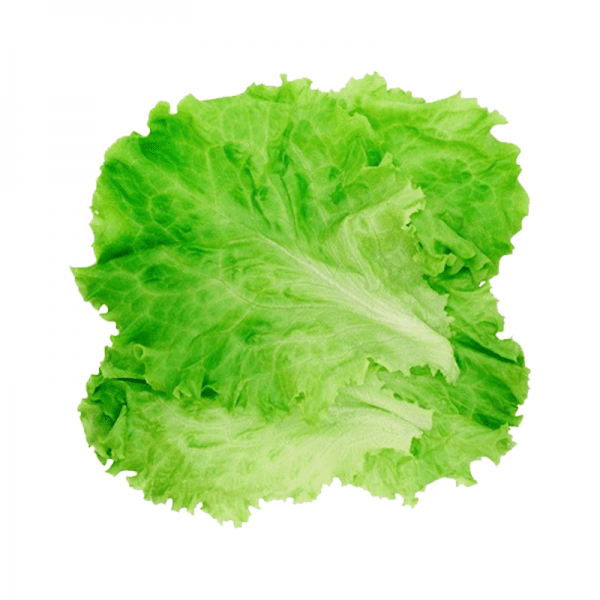 Lettuce (Pack of 2)