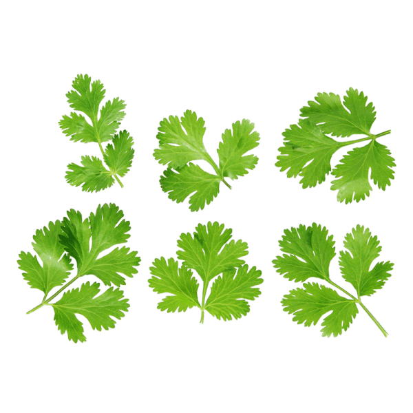 Coriander (Bunch of 2)